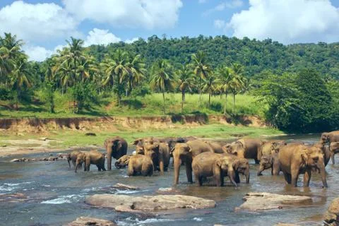 Many elephants bathing in the river Stock Photos