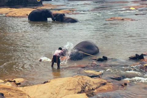 Many elephants bathing in the river Stock Photos