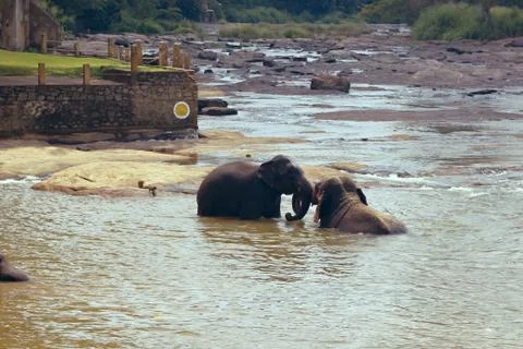 Many elephants bathing in the river Stock Photos