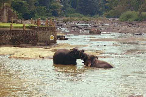 Many elephants bathing in the river Stock Photos