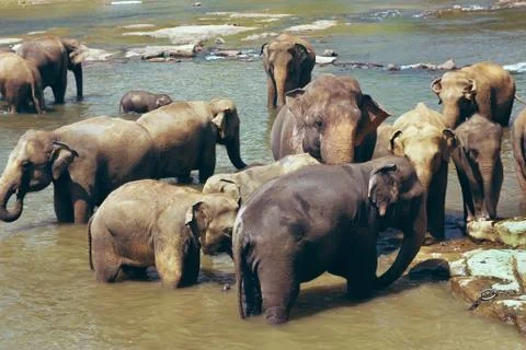 Many elephants bathing in the river Stock Photos