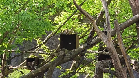 Many emperor tamarins on a tree Stock Footage 308200174