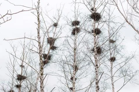 Many empty bird's nests in branches of birch tree in March Stock Photos