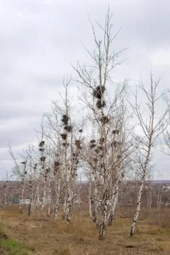Many empty bird's nests in branches of birch tree in March Stock Photos