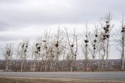 Many empty bird's nests in branches of birch tree in March Stock Photos