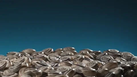 Many empty shells of Eastern Heath Snail - Xerolenta obvia. Macro shot.  Stock Footage 293925836