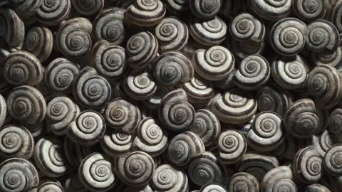 Many empty shells of Eastern Heath Snail - Xerolenta obvia. Macro shot.  Stock Footage 293930319