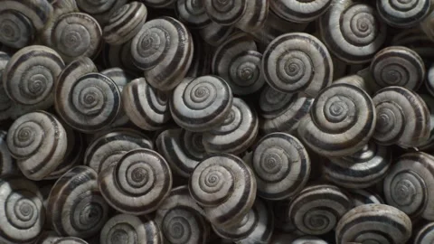 Many empty shells of Eastern Heath Snail - Xerolenta obvia. Macro shot.  Stock Footage 293931398