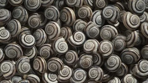 Many empty shells of Eastern Heath Snail - Xerolenta obvia. Macro shot. Stock Photos