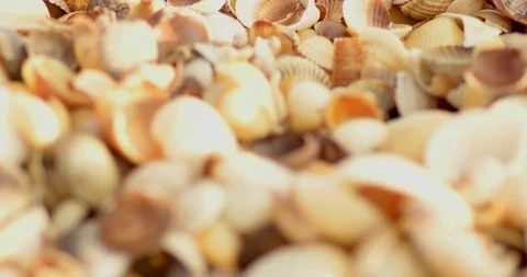 Many empty shells macro shot Stock Footage 93848896