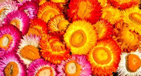 Many everlasting. Stock Photos