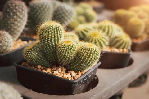 Many exotic tropical plotter. mini succulent house plants black plastic pots Foto stock