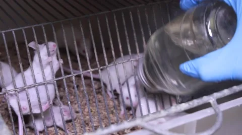 Many experimental white mice in cages. Laboratory. Video stock 68077323