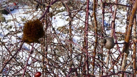 Many-faced evil in the form of dangerous fluffy, prickly, hard growths threatens Stock Footage 78921823