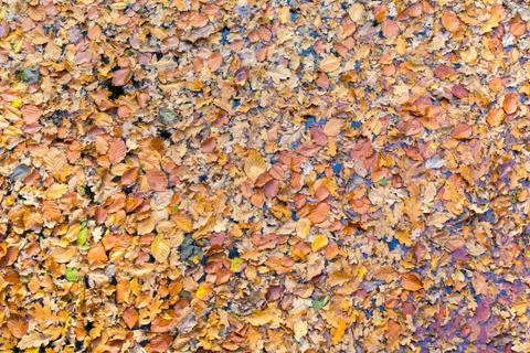 Many fall beech leaves floating on water Stock Photos