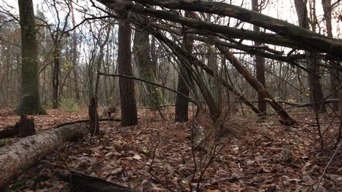 Many fallen broken trees in the forest 스톡 동영상 120648963