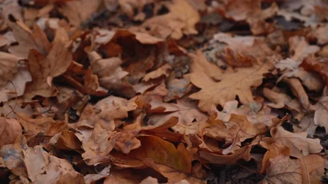 Many fallen leaves from trees in the forest Video stock 155106748