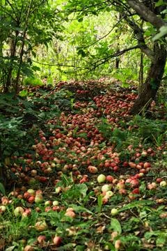 Many fallen ripe apples lying in the garden Stock Photos