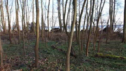 Many fallen uprooted trees in the bare forest with blue lake in the background Stock Footage 123979620