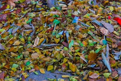 Many falling leaves Stock Photos