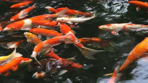 Many Fancy carp or Called Koi fish swimming in carp pond Stock Footage 80377371