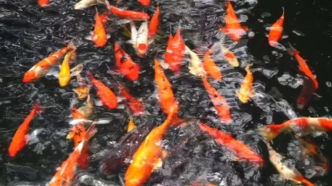 Many Fancy carp or Called Koi fish swimming in carp pond. Stock Footage 80377724