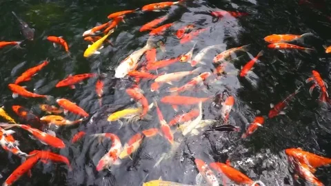 Many Fancy carp or Called Koi fish swimming in carp pond Stock Footage 80377796
