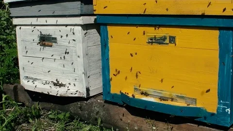 Many fast flying bee near Beehive Stock Footage 76067992