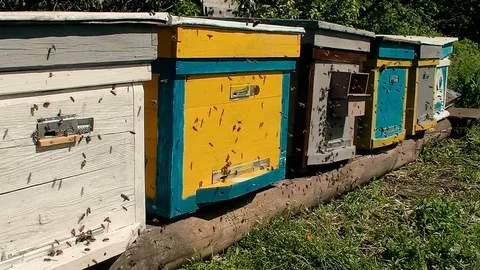 Many fast flying bee near Beehive Stock Footage 76068057