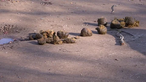 Many feces of elephant drop on ground Stock Footage 120118224