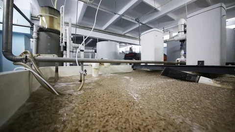 Many feed for fish in basin with water at the fish-packing factory. Stock Footage 75924565