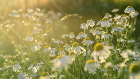 Many field chamomiles In rays of setting sun Stock Footage 94448652