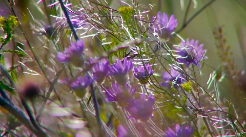 Many of field violet flowers. Stock Footage 65004974