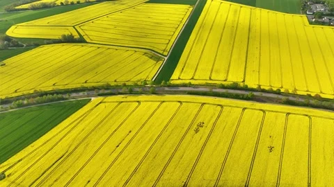 Many fields of yellow rapeseed. Fields with flowering rapeseed aerial view Stock Footage 199822764