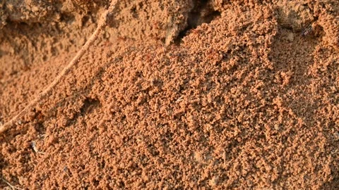 Many Fire ants or red ants in the nest. Vidéo 324352841