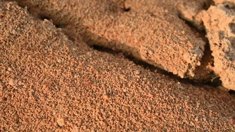 Many Fire ants or red ants in the nest. Видео 324353140