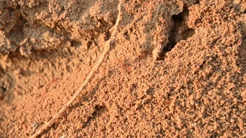 Many Fire ants or red ants in the nest. 库存影片 324353579