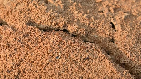 Many Fire ants or red ants in the nest. Видео 324353581