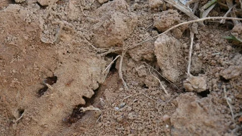 Many Fire ants or red ants in the nest. Stockbeeldmateriaal 324353604