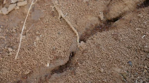 Many Fire ants or red ants in the nest. 库存影片 324354077