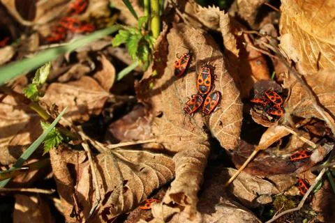 Many fire bugs Stock Photos