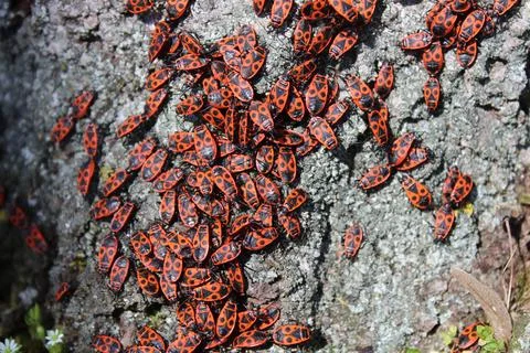 Many fire bugs Stock Photos