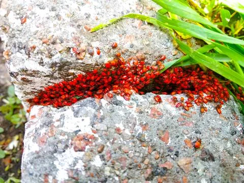 Many firebug beetle group macro Stock Photos