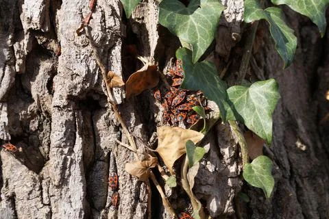 Many firefighter beetles on a tree trunk close up Stock Photos