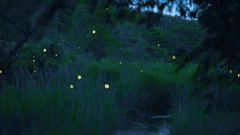 Many fireflies dance wildly. Stock Footage 304315265