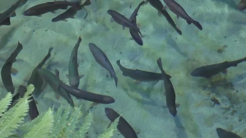 Many fish from above 動画素材 70931874