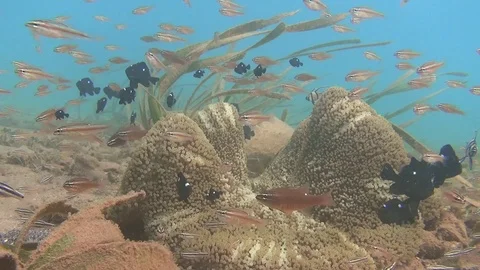 Many fish on the anemone Stockbeeldmateriaal 102904209