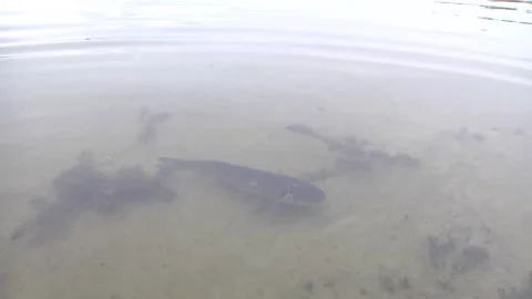 Many fish are released into the water. Video footage. Stock-Footage 123964722