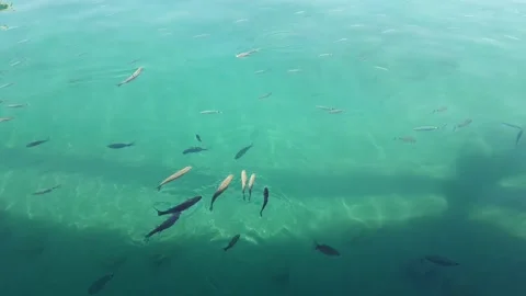 Many fish in blue water Stock Footage 162192532