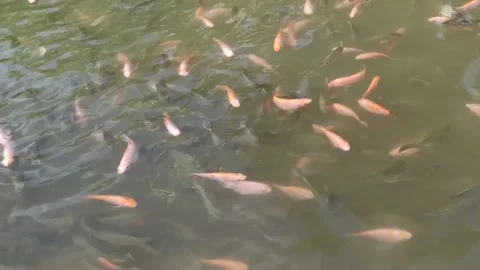 Many fish of different colors in the pond. Stock Footage 145128820